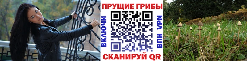 купить   Арамиль  Псилоцибиновые грибы Cubensis 